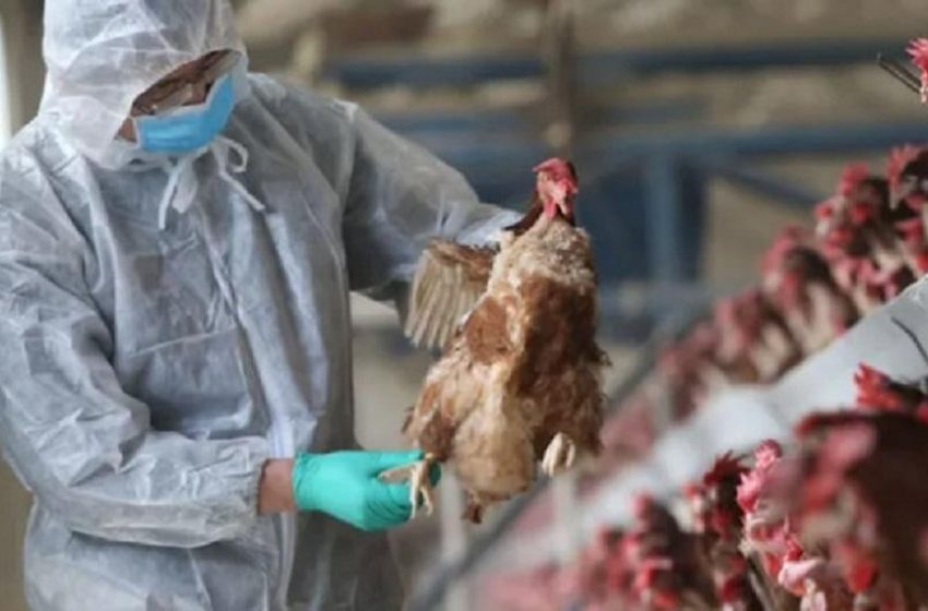  Gripe aviar: se anunciaron las medidas sanitarias extraordinarias para frenar su avance