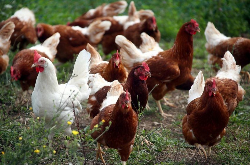  Confirman un caso de gripe aviar en la Argentina y declaran la emergencia sanitaria