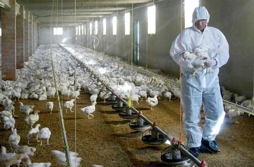  Mendoza profundizó medidas para evitar la gripe aviar y la Nación aplicó duras restricciones