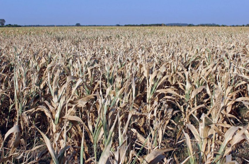  Las pérdidas en la cosecha de soja y maíz superan los US$19 mil millones por la sequía histórica