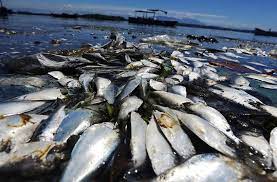  Millones de peces muertos se lavan en medio de una ola de calor en Australia
