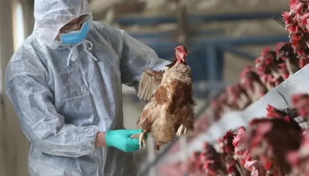  Gripe aviar: Senasa confirmó primer caso en aves de corral y suspende las exportaciones