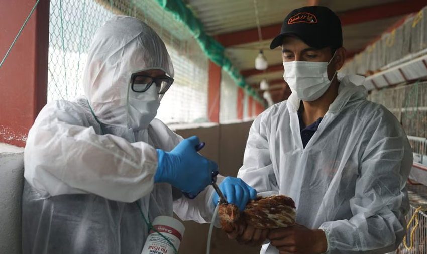  El primer caso de gripe aviar en humanos en América Latina destapa una preocupante falta de control y vigilancia