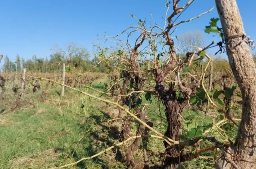  El Gobierno asistirá a productores vitivinícolas con bonificaciones en las facturas de energía eléctrica