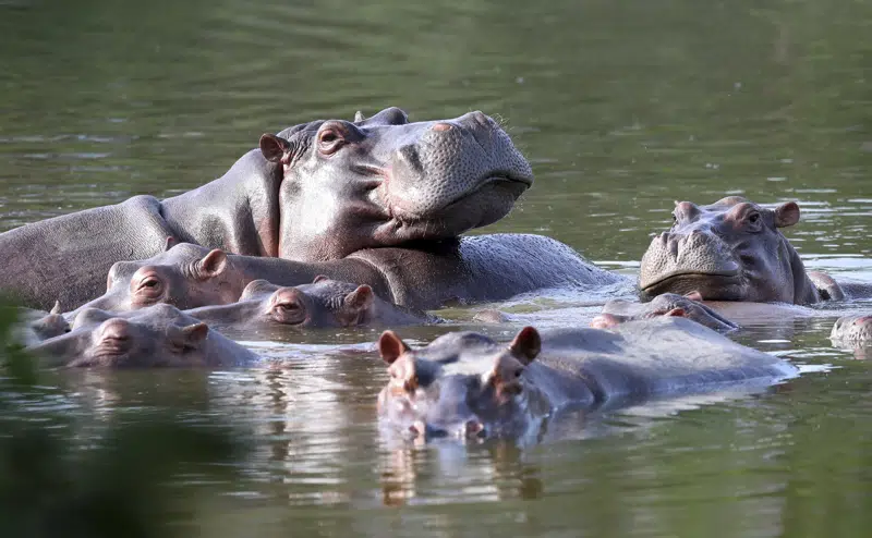  Colombia propone enviar hipopótamos invasivos a India y México