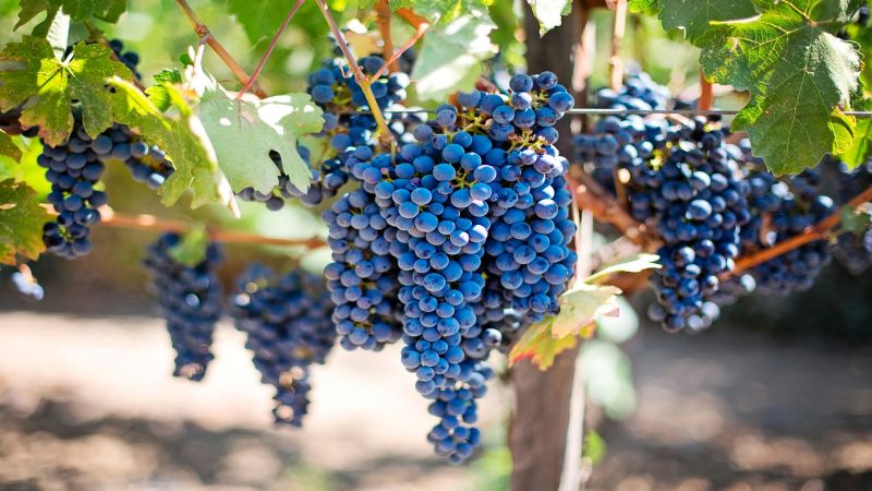  El Gobierno aprobó un crédito del BID por U$S40 millones para pequeños productores vitivinícolas