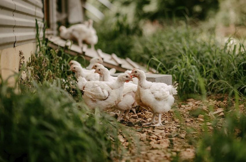  Gripe aviar: murieron 240 mil gallinas en Mar del Plata y Río Negro