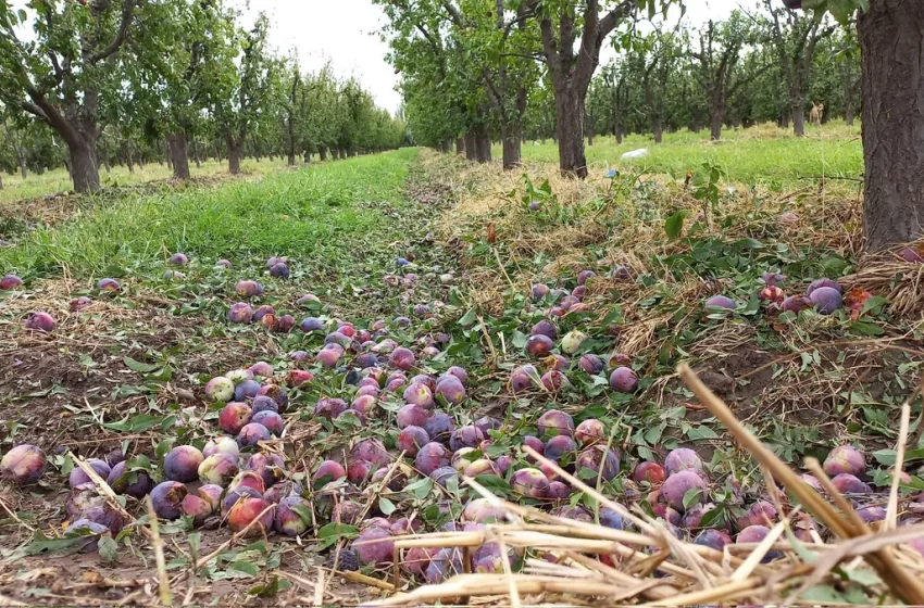  Mendoza asistirá con $38.000 por hectárea a productores afectados por el granizo y las heladas