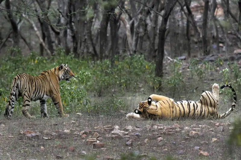  A medida que crece el número de tigres, los indígenas de la India exigen derechos sobre la tierra