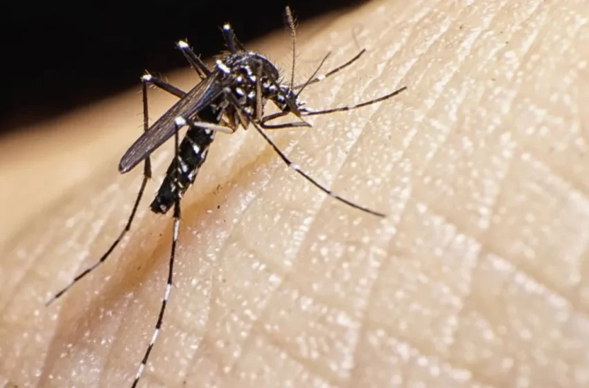  El Ministerio de Salud confirmó más de 28.000 casos de dengue en todo el país
