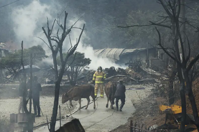  1 muerto, cientos huyen de incendio forestal en ciudad costera de Corea del Sur