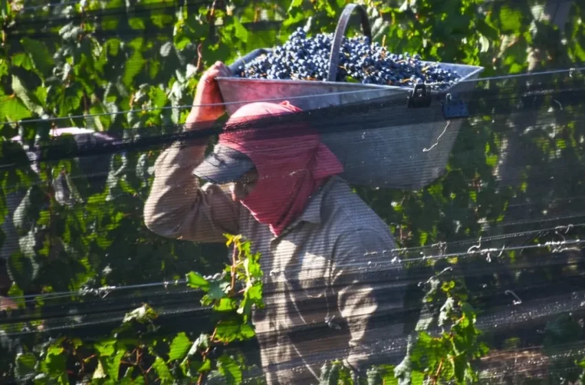  El presidente de la Cámara de Comercio de Tupungato pidió una ley para fijar el precio de la uva