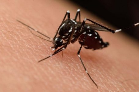 Los casos de dengue subieron un 2500% en la Argentina
