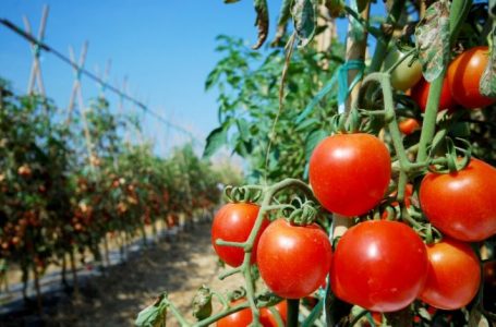 Cuánto cuesta cultivar tomate en Mendoza (y por qué disminuyó la producción en la provincia)