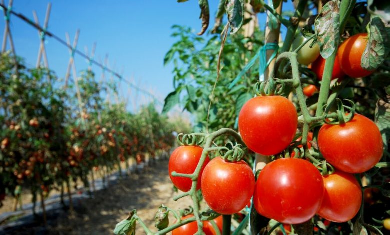  Cuánto cuesta cultivar tomate en Mendoza (y por qué disminuyó la producción en la provincia)