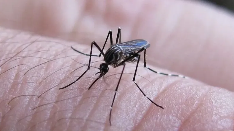  Brote de dengue: el Gobierno decidió abrir la importación de repelentes