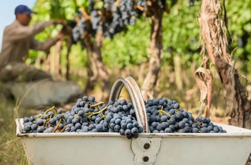  La industria vitivinícola bajó la guardia ante el proceso de desregulación que comenzó con Milei