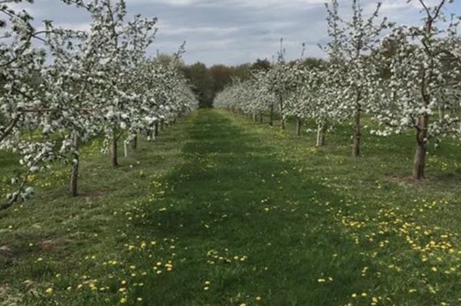  Decenas de heridos durante una excursión a un huerto de manzanas en Wisconsin después de que un vagón volcara