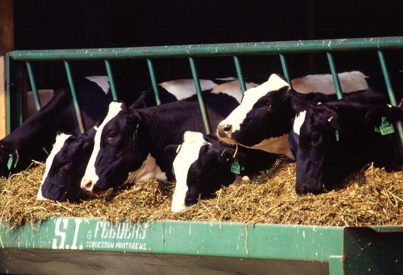  Dos trabajadores agrícolas de California dan positivo por gripe aviar